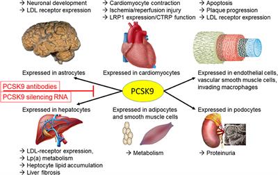 Editorial: PCSK9: Importance in Physiology and Pathophysiology